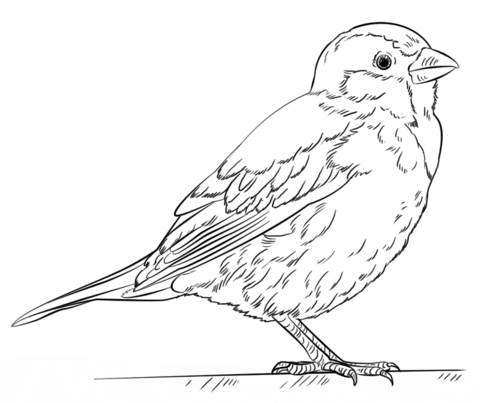 House Sparrow Coloring Page